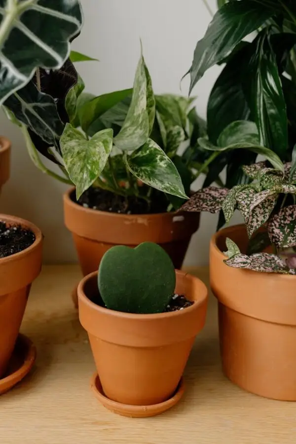 Plantas fáceis de cuidar para iniciantes: 10 espécies à prova de erros
